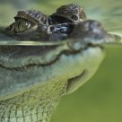 Baby croco